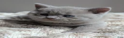 British Shorthair cats for sale: GCCF British Shorthair kittens  - Advert 6