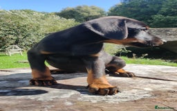 Dobermann dogs for sale: Pure bred Doberman  - Image 5