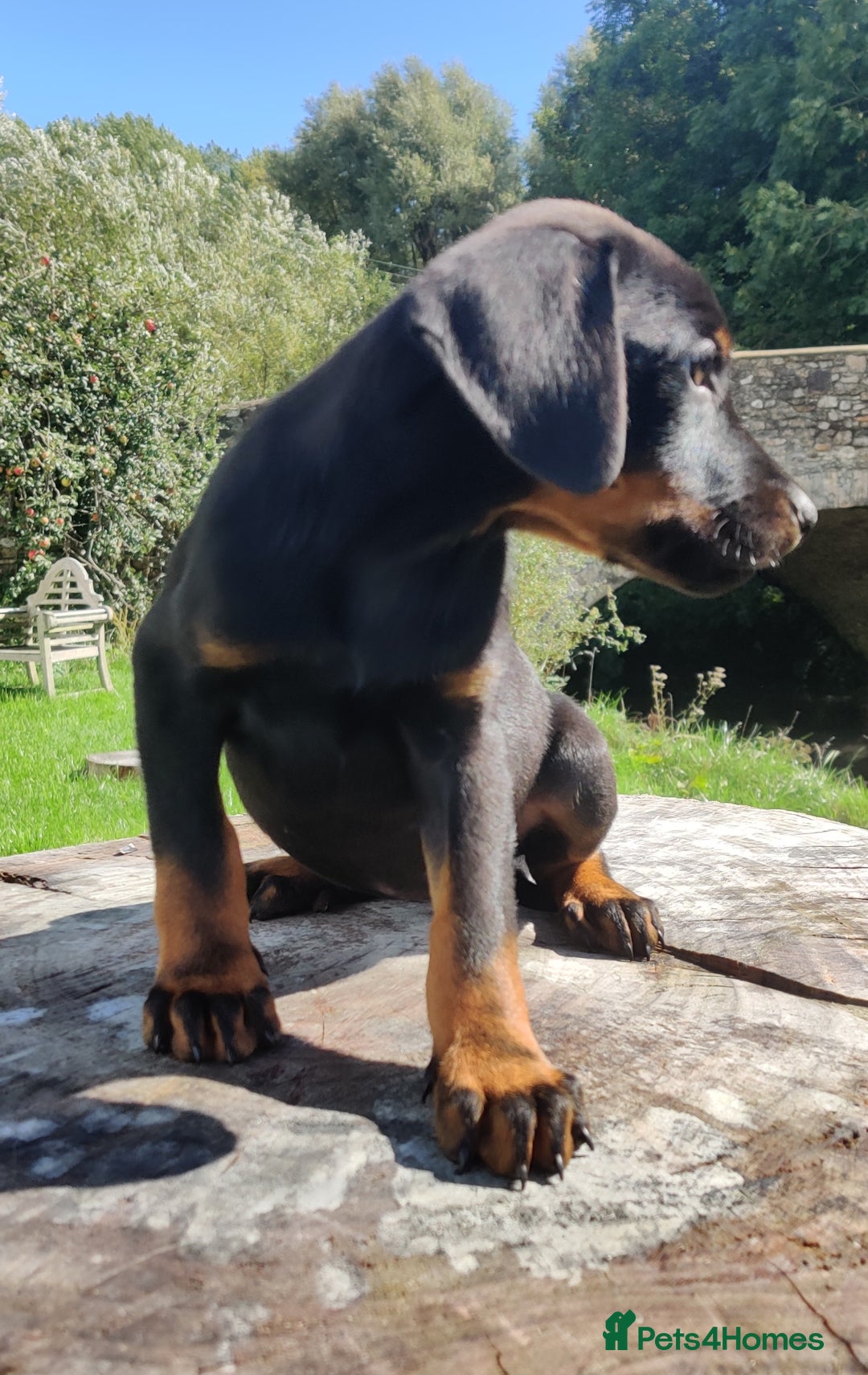 Dobermann dogs for sale: Pure bred Doberman  - Image 5