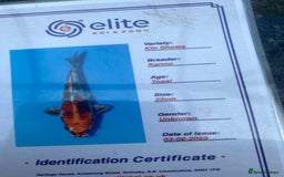 Koi Carp fish for sale: Koi fish - Image 15