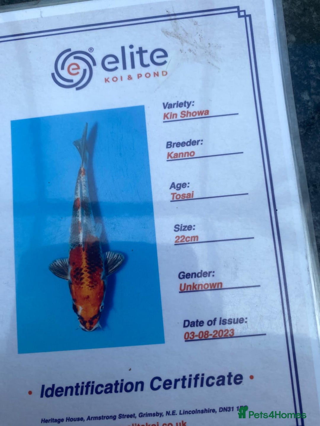 Koi Carp fish for sale: Koi fish - Image 15