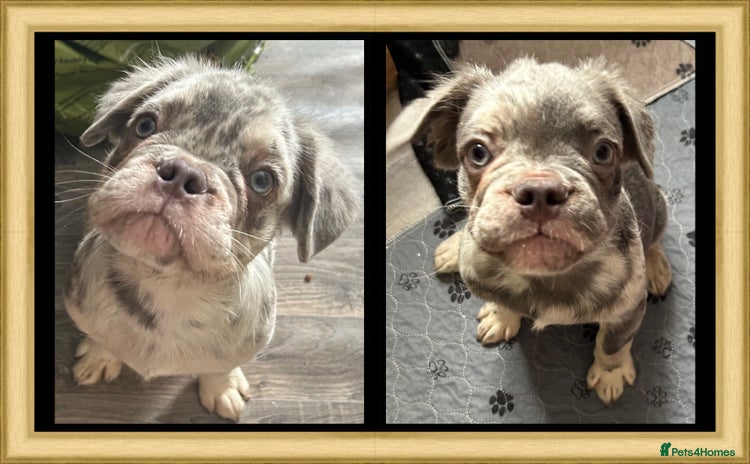 French Bulldog dogs in Rotherham - Advert 7