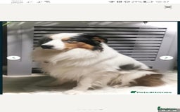 Border Collie dogs for stud: Hugo  - Image 3