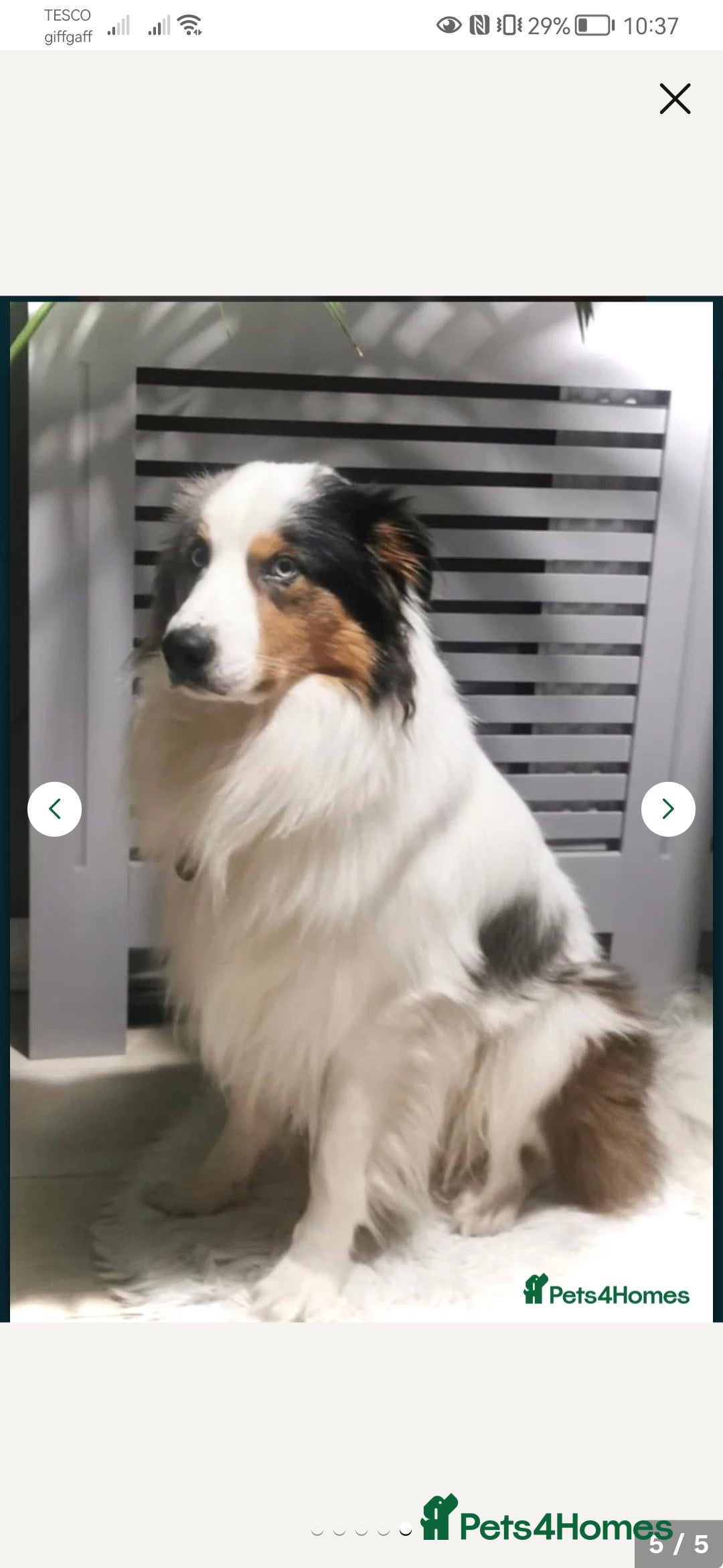 Border Collie dogs for stud: Hugo  - Image 3
