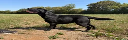 Labrador Retriever dogs for sale: Adult - Quality Labrador Retriever Bitch  - Advert 3