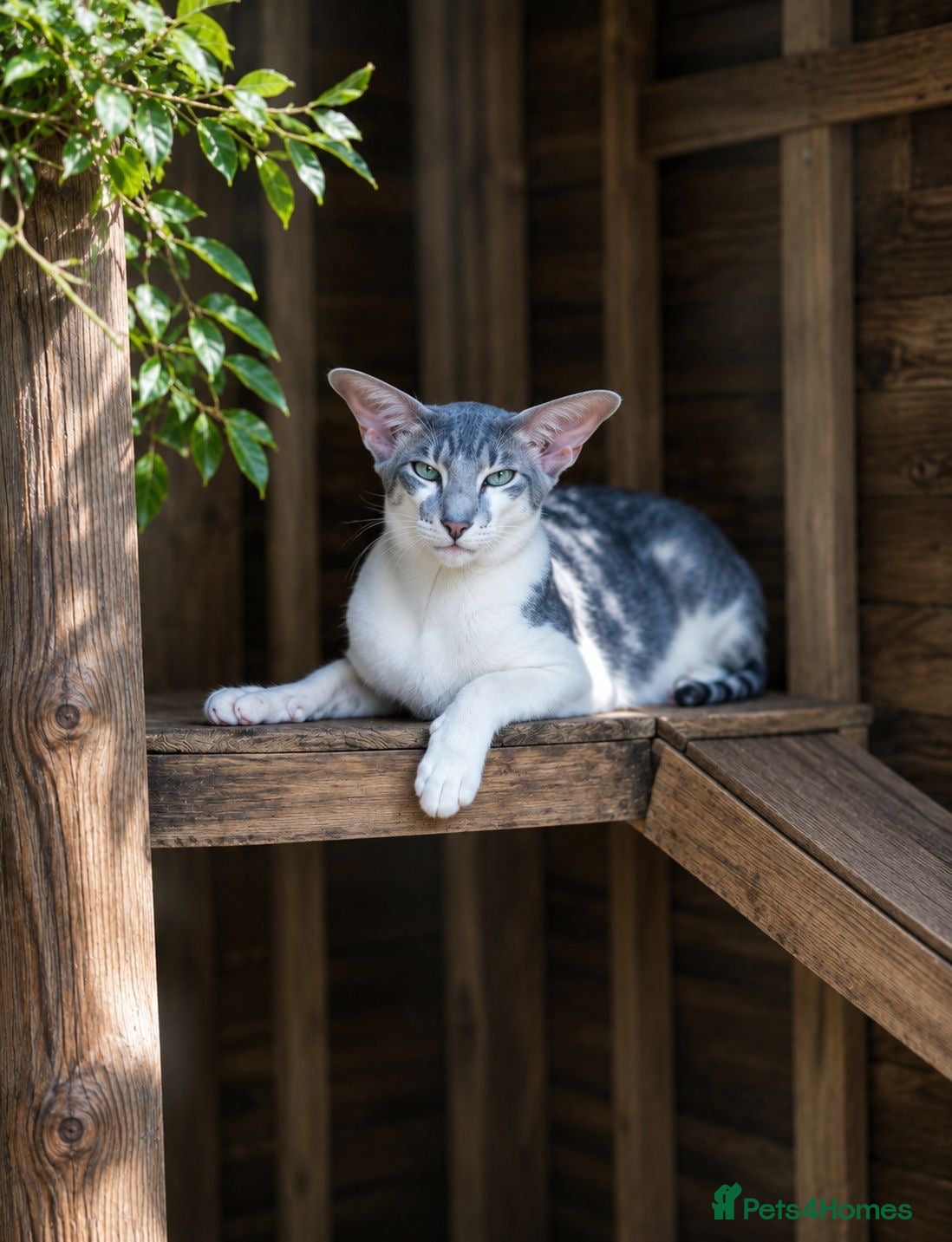Oriental cats ✨Gorgeous GCCF reg Oriental Kittens  - Advert 2