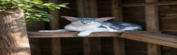 Oriental cats for sale: ✨Gorgeous GCCF reg Oriental Kittens  - Advert 2