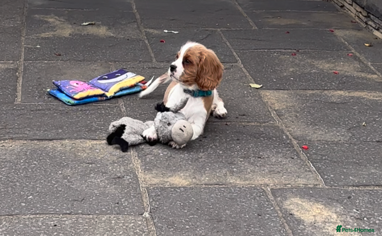Cavalier King Charles Spaniel dogs - Advert 4
