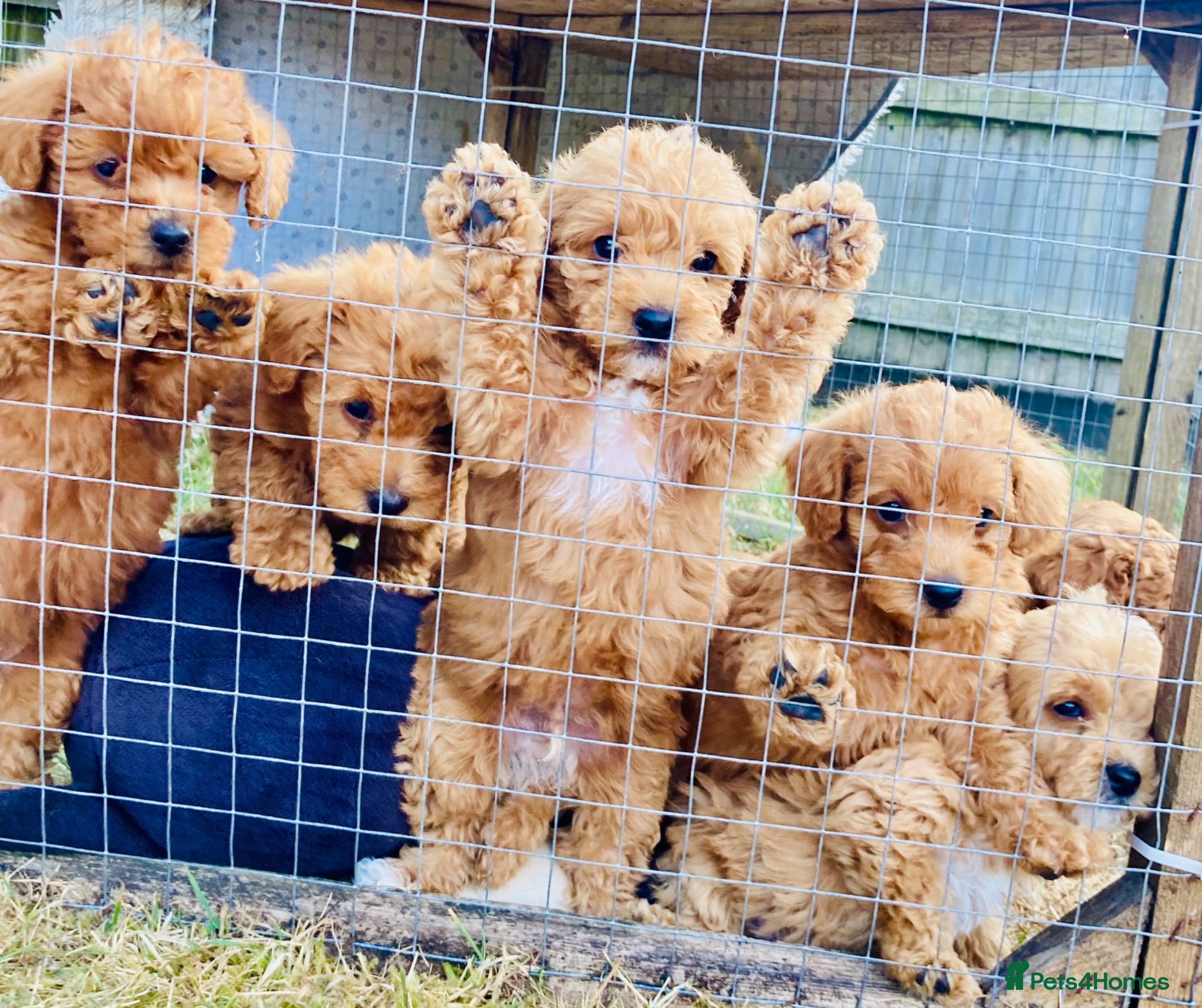 Yorkiepoo dogs Yorkiepoo puppies  - Advert 2