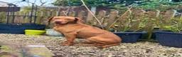 Hungarian Vizsla dogs for stud: The famous Zsivaly Champion sired imported stud in Loughborough - Advert 15