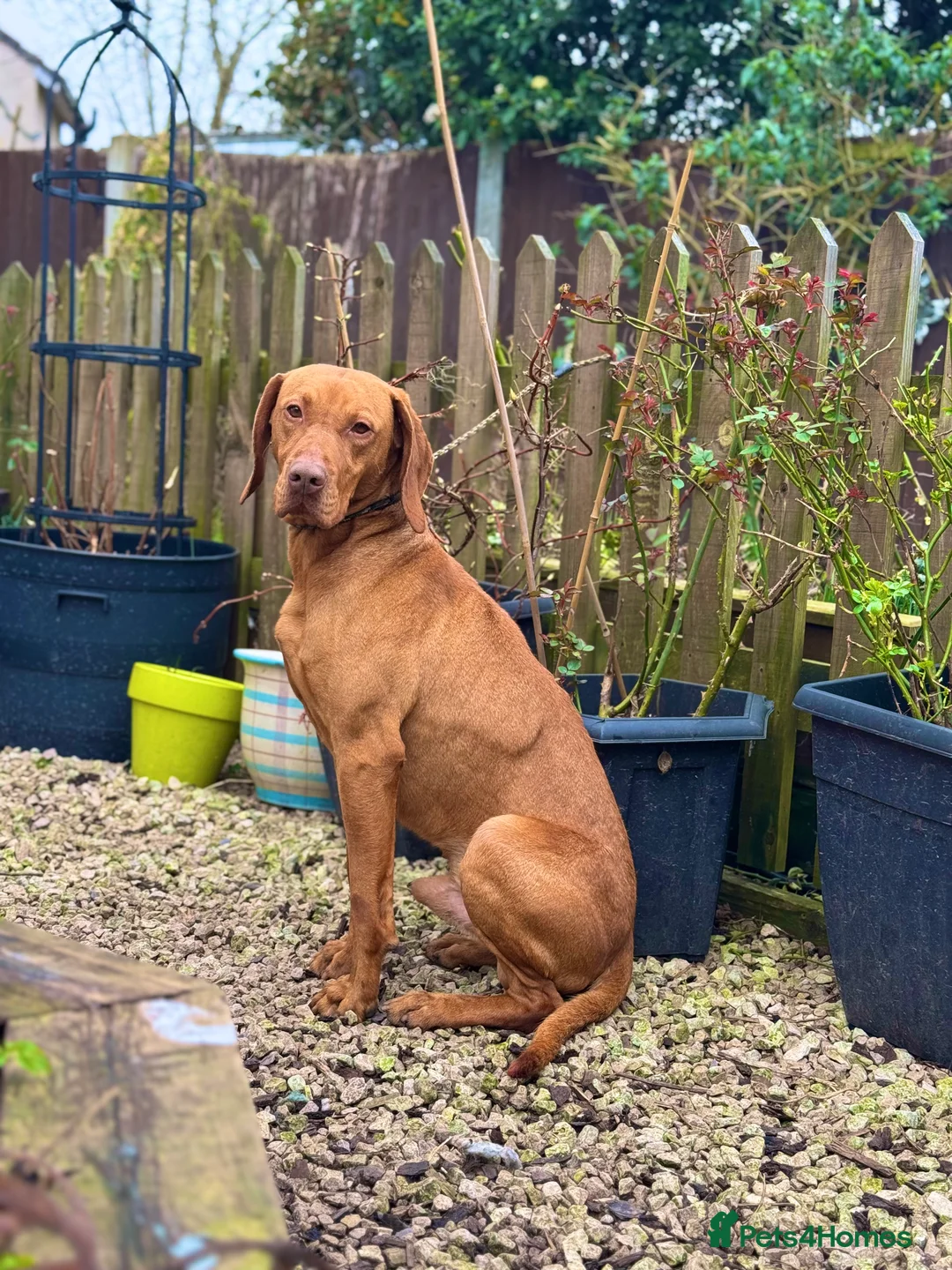Hungarian Vizsla dogs for stud: The famous Zsivaly Champion sired imported stud in Loughborough - Advert 15