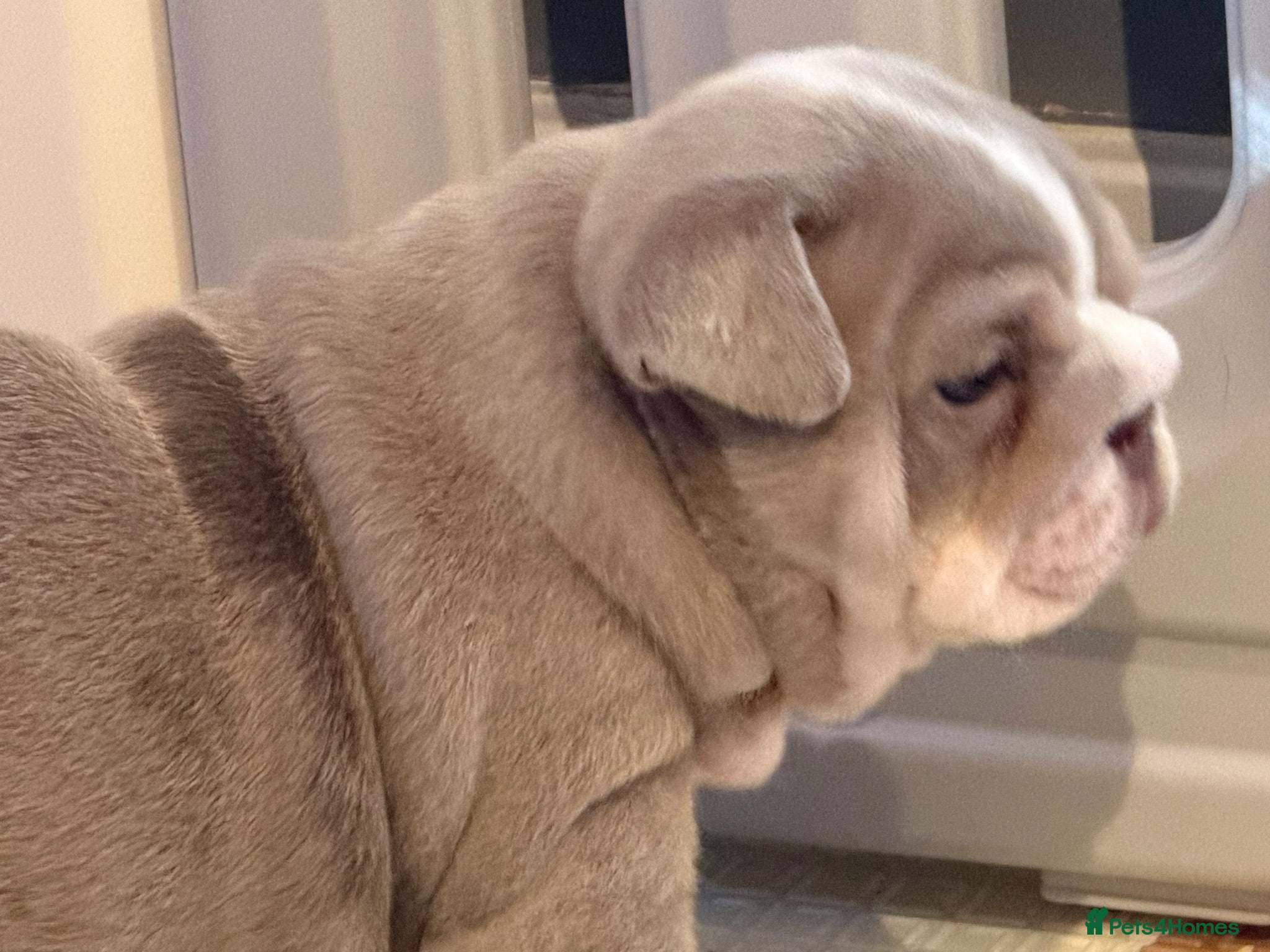 English Bulldog dogs Kc reg Incredible litter health tested Parents  - Advert 2