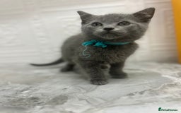 Russian Blue cats for sale: Russian Blu/British Blu - Image 11