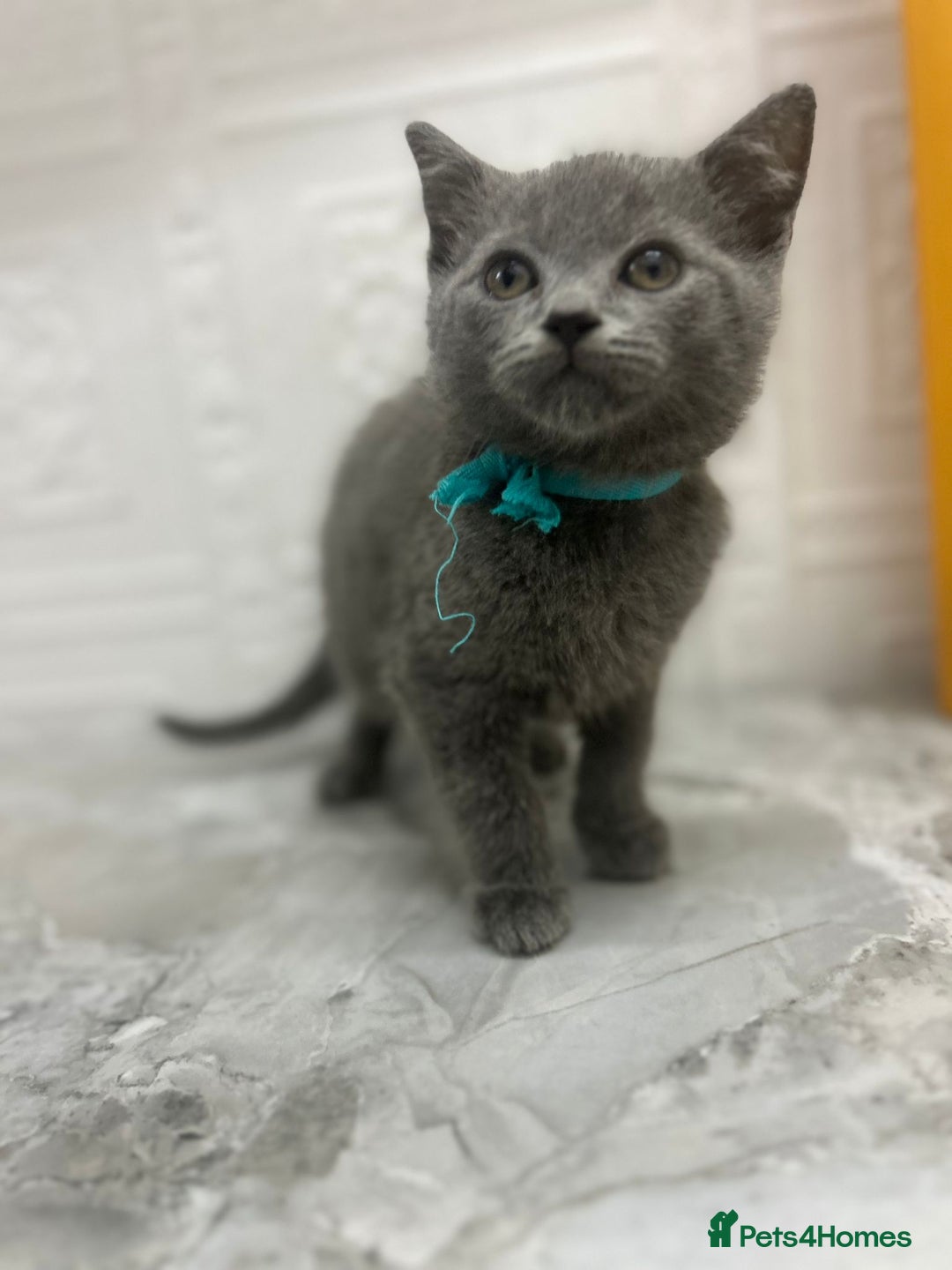 Russian Blue cats for sale: Russian Blu/British Blu - Image 11