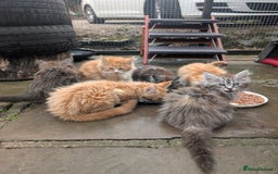 Maine Coon cats for sale: SHOW STANDARD MAINE COONS - Image 9