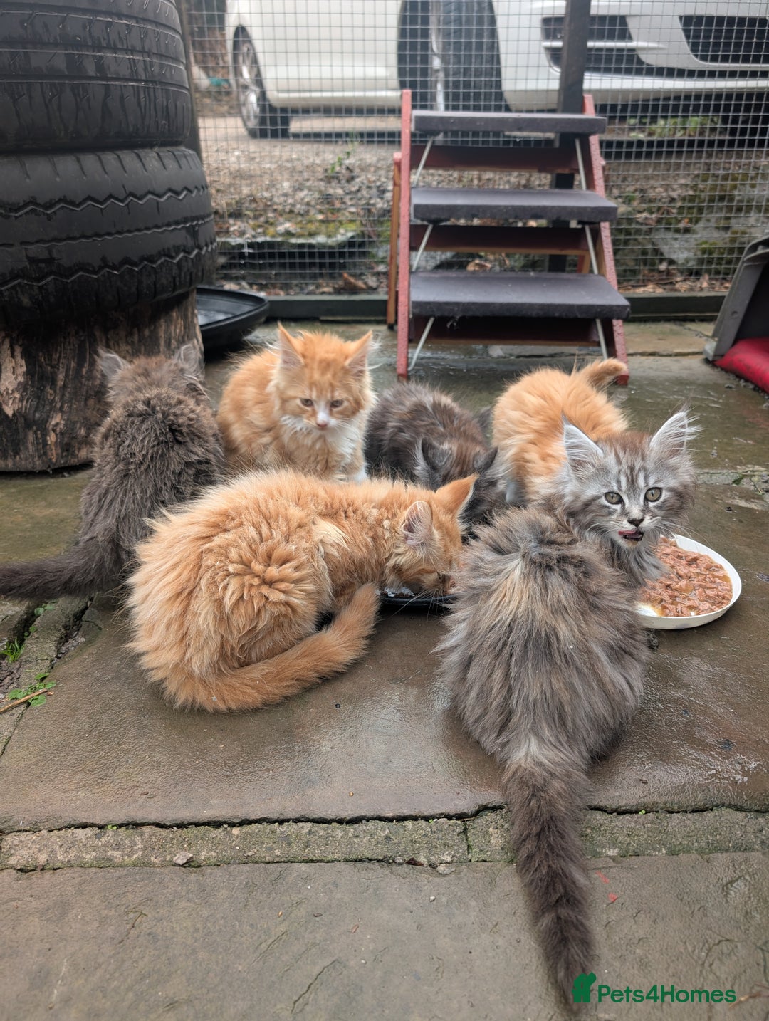 Maine Coon cats for sale: SHOW STANDARD MAINE COONS - Image 9