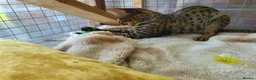 Savannah cats for sale: F4 Savannah Girl TICA - Advert 3