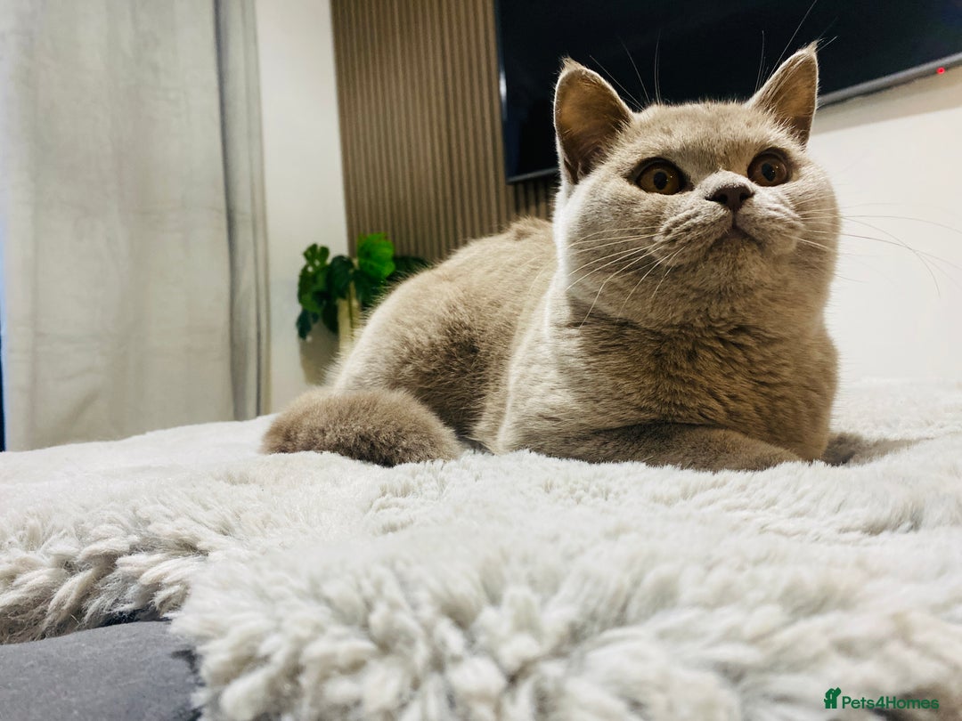 British Shorthair cats for sale: 👑 LILAC BSH reg GCCF LAST GIRL 👑 - Advert 6