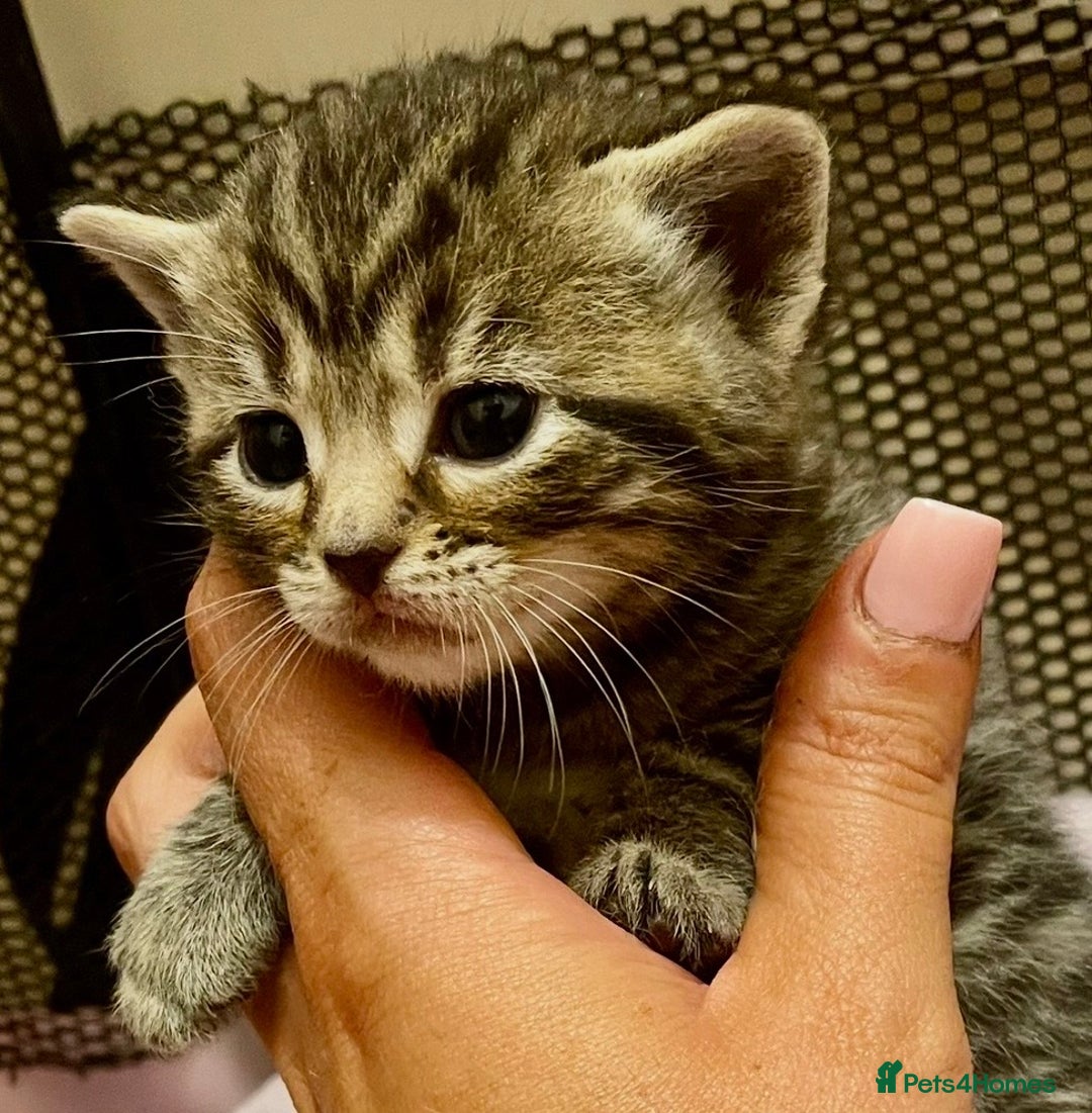 Mixed Breed cats for sale: ADORABLE KITTENS READ THIS WEEKEND  - Advert 4