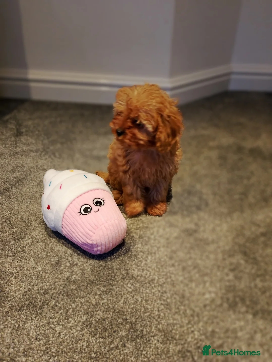 Cavapoo dogs for sale: Stunning F1 Cavapoos ready now ! - Advert 12