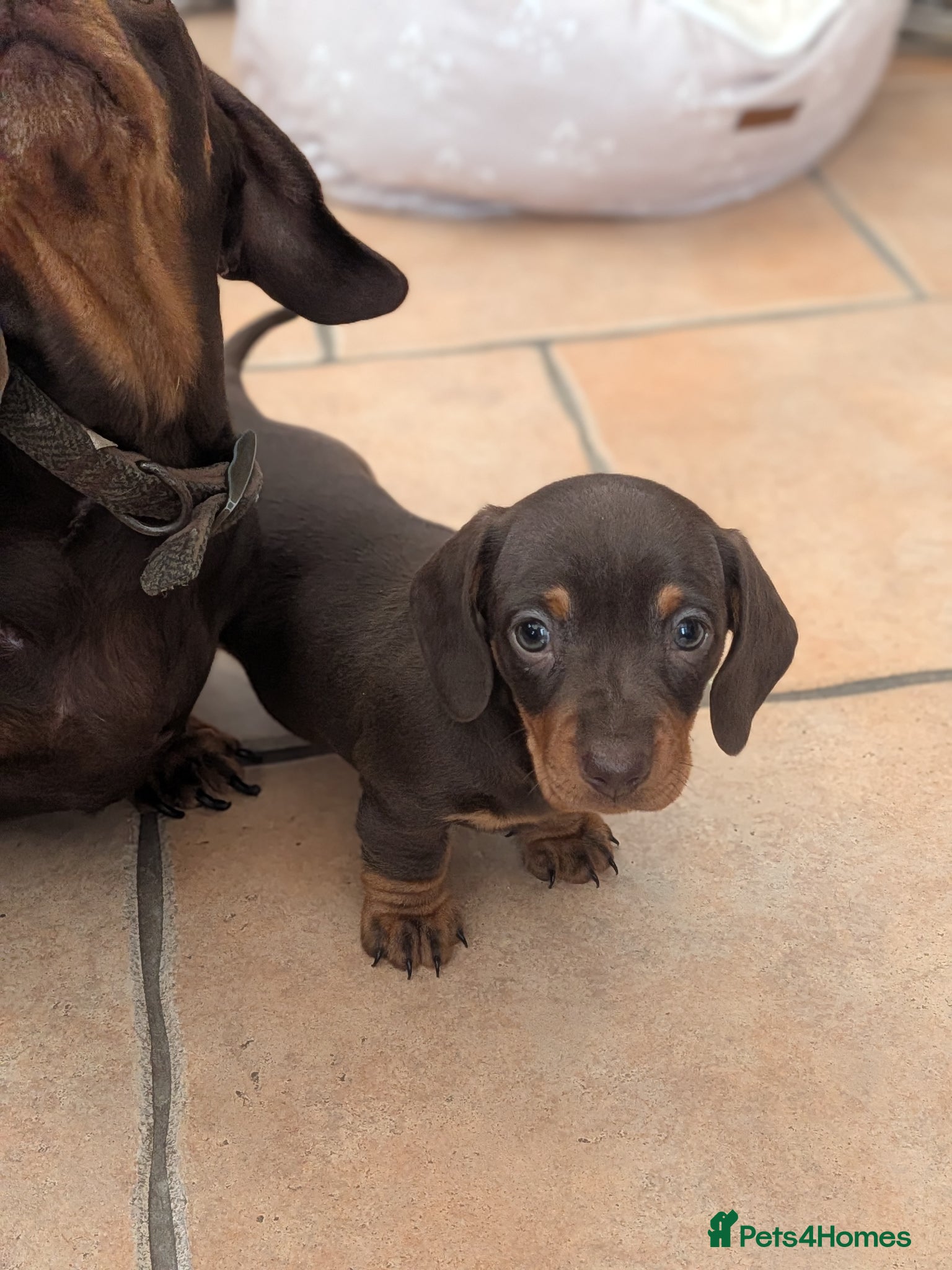 Miniature Dachshund dogs Miniature dachshund Chocolate and tan girls  - Advert 17