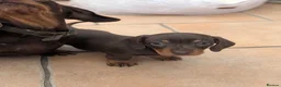Miniature Dachshund dogs for sale: Miniature dachshund Chocolate and tan girl  - Advert 2