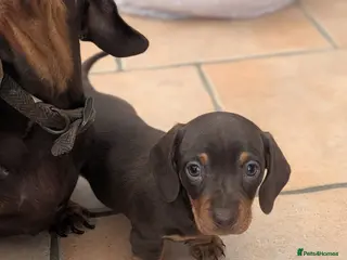 Miniature Dachshund dogs Miniature dachshund Chocolate and tan girls - Advert 17