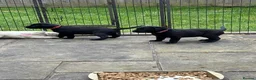 Labrador Retriever dogs for sale: Black Lab Pups - Advert 6