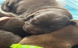 Mixed Breed dogs for sale: Beautiful Family-Raised Sheprador Puppies - Image 5