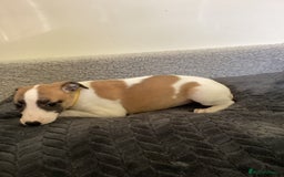 Whippet dogs for sale: Whippet puppies  - Image 13