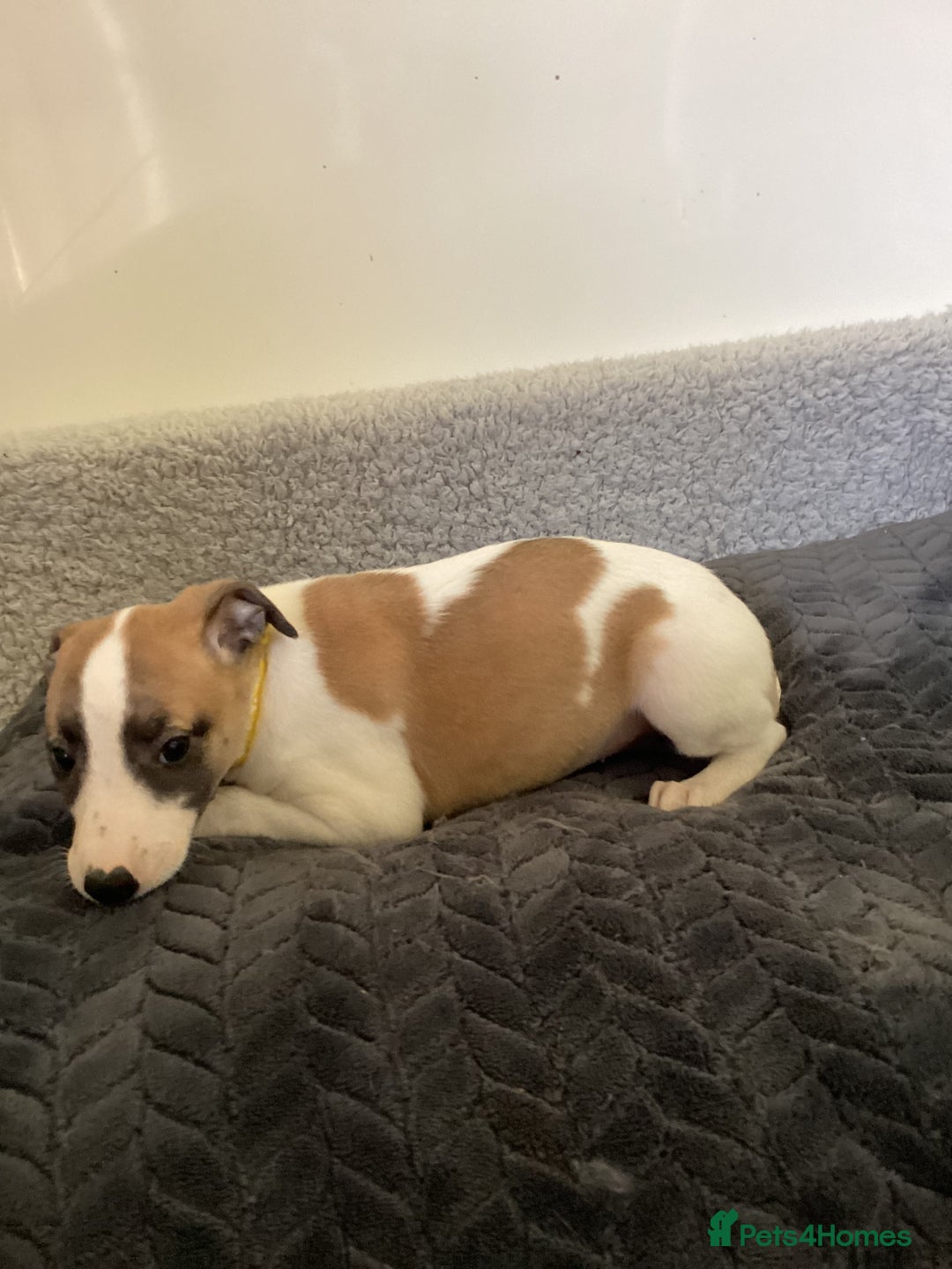 Whippet dogs for sale: Whippet puppies  - Image 13