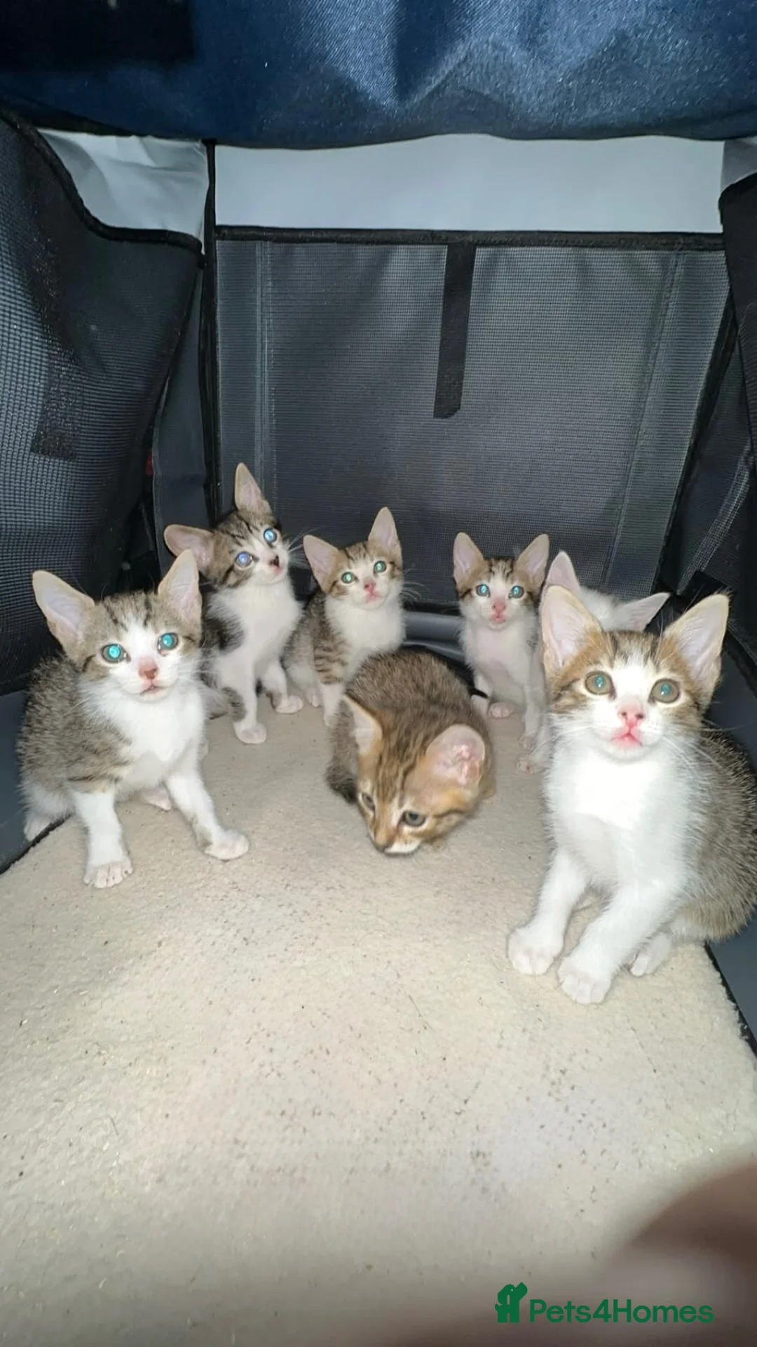 Mixed Breed cats for sale: 7 Kittens For Sale | Mixed Breed Bengal - Advert 2