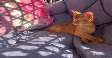 Abyssinian cats - Advert 2