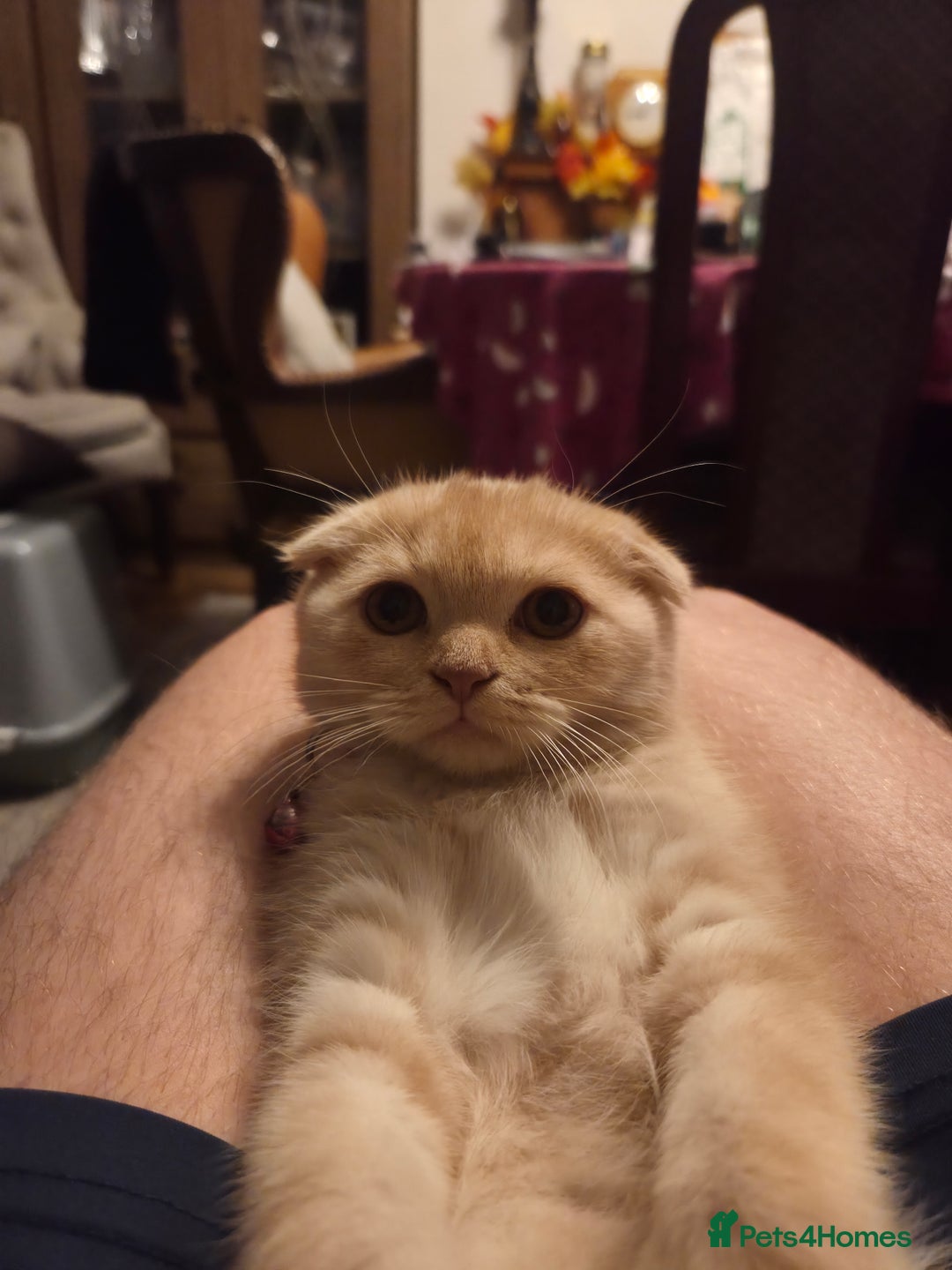 Scottish Fold cats for sale: !1 LEFT! BEAUTIFUL SCOTTISH FOLDS FOR SALE - Image 13
