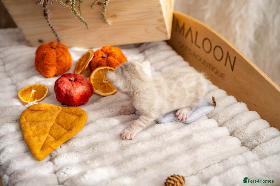 Bengal cats for sale: Pure Snow Bengals-TICA champions pedigree-Stunning - Image 26