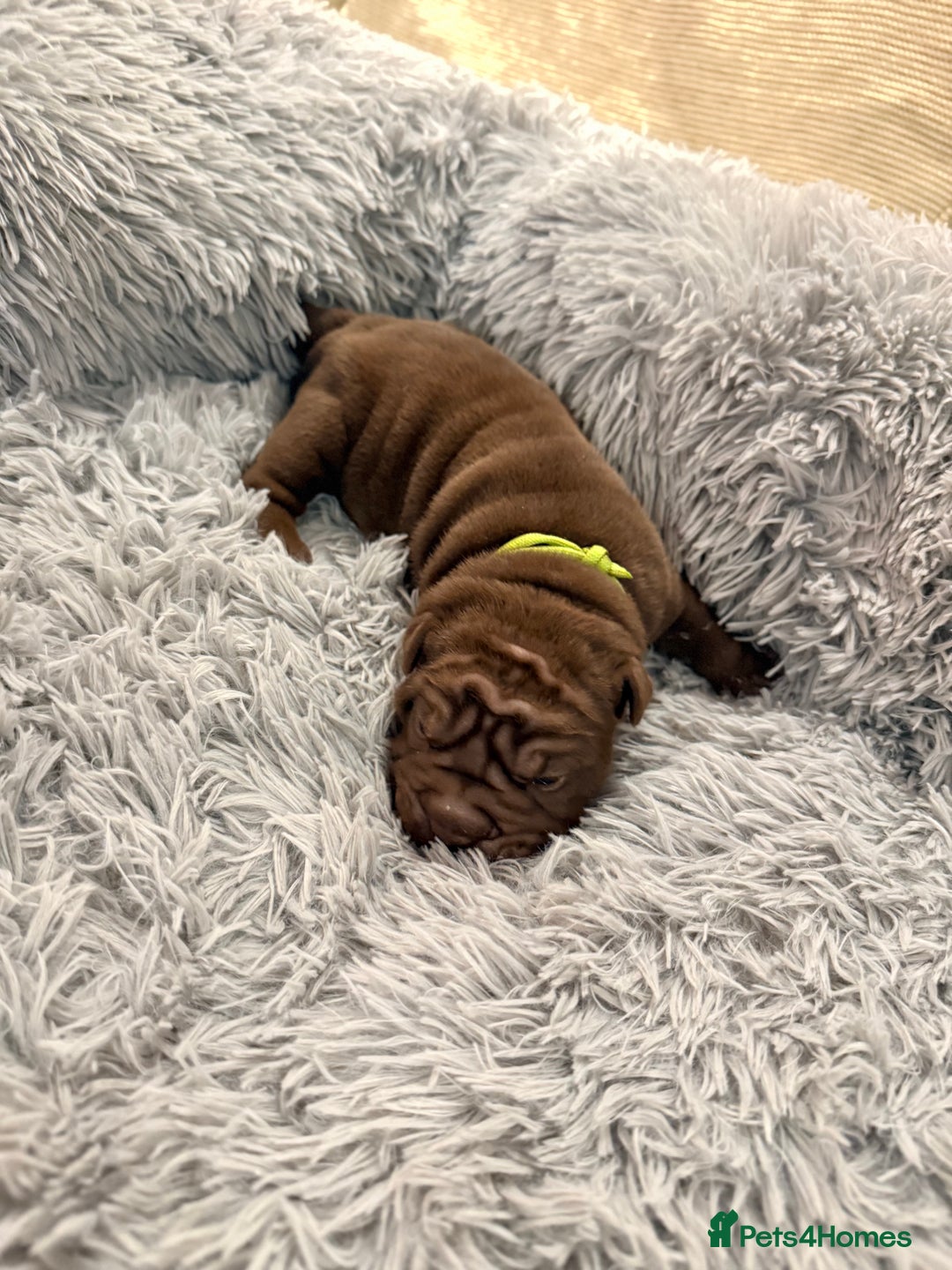 Mixed Breed dogs for sale: Gawjuss Bullpei Puppies 🐶 - Advert 11