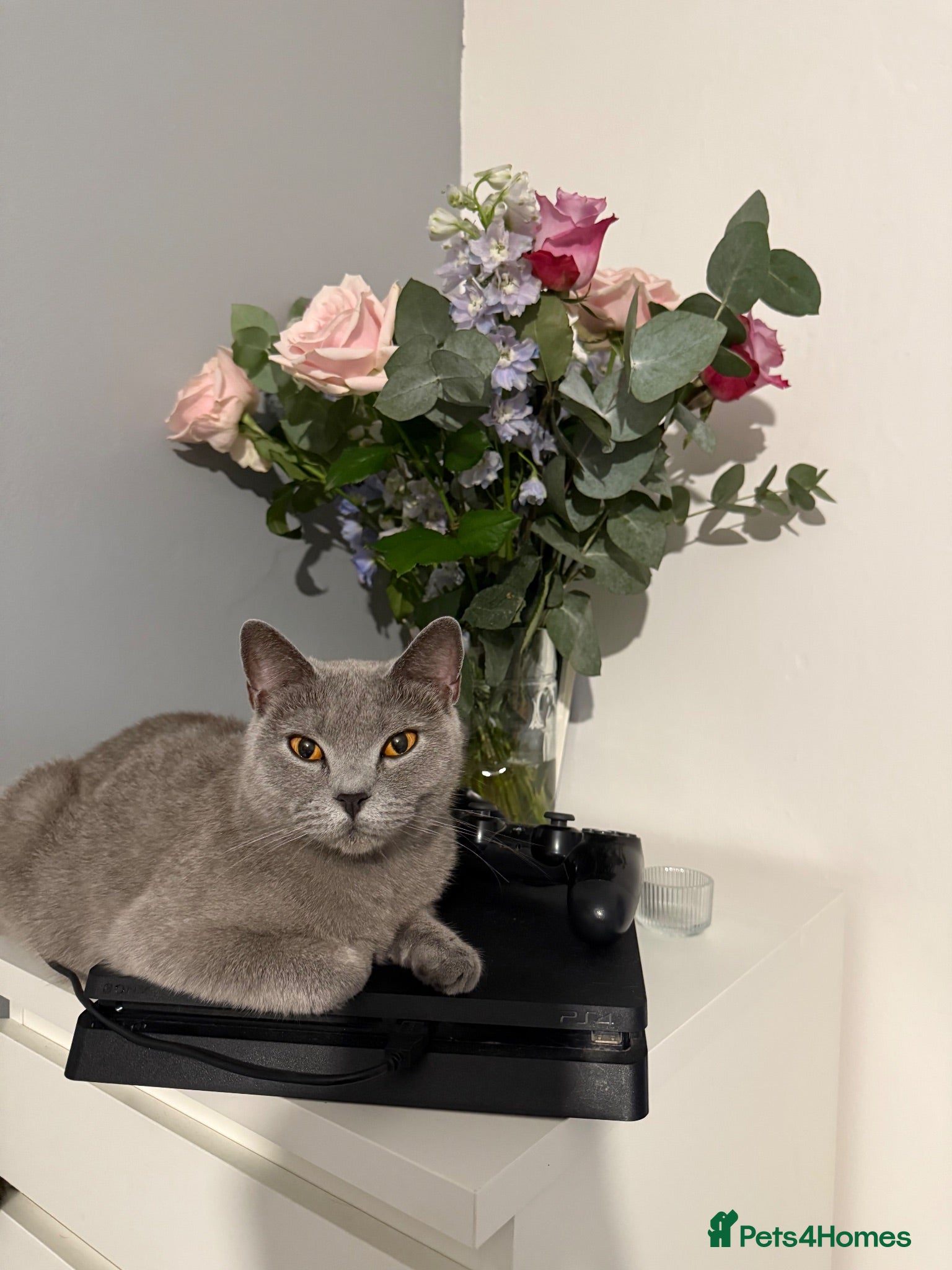 British Shorthair cats 🐾Beautiful British Shorthair × British Longhair🐾 - Advert 1