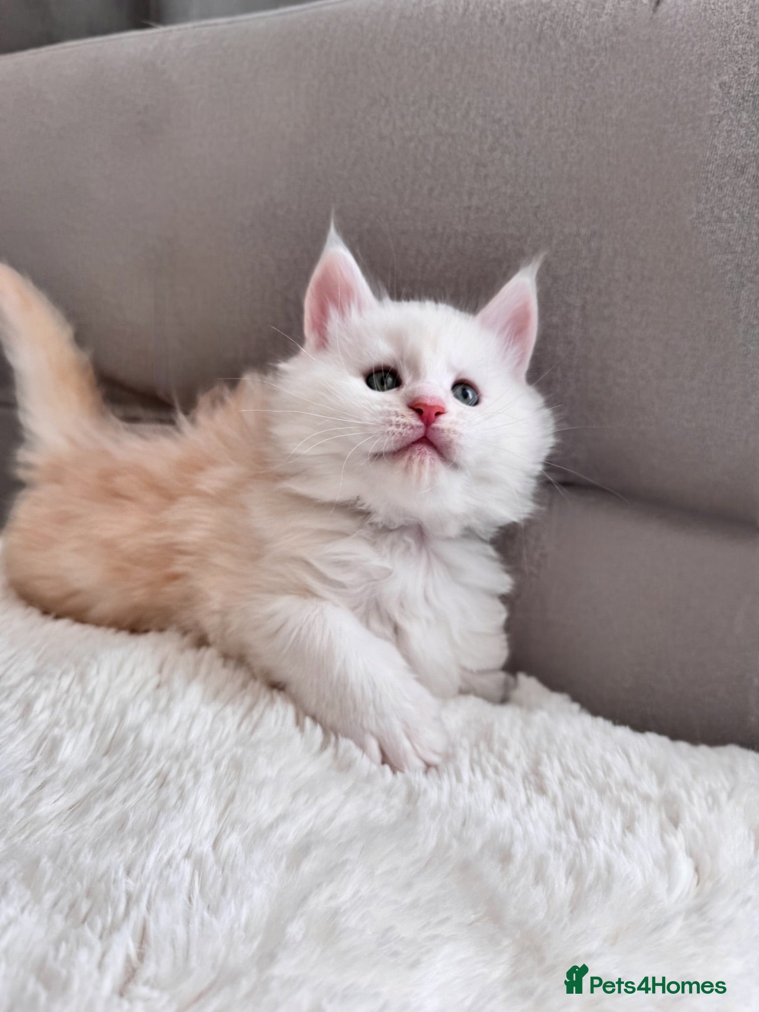 Maine Coon cats     🌟🌟Amazing Kittens Maine Coon 🌟🌟 - Advert 5