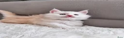 Maine Coon cats for sale:     🌟🌟Amazing Kittens Maine Coon 🌟🌟 - Advert 30