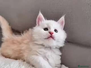 Maine Coon cats 🌟🌟Amazing Kittens Maine Coon 🌟🌟 - Advert 5