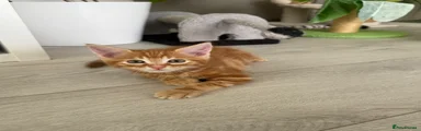 Ginger male