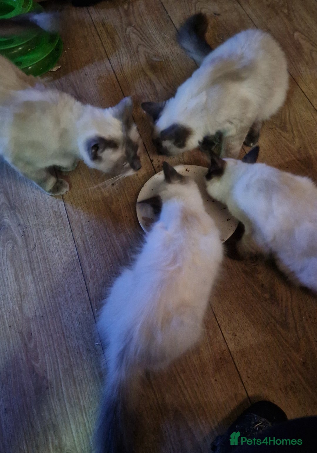 Ragdoll cats for sale: Ragdoll  - Image 4