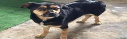 Mixed Breed dogs for adoption: 💕 Meet Freddie – Ready to Love 💕 - Advert 1