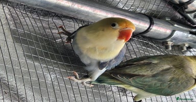 Lovebirds birds - Advert 5