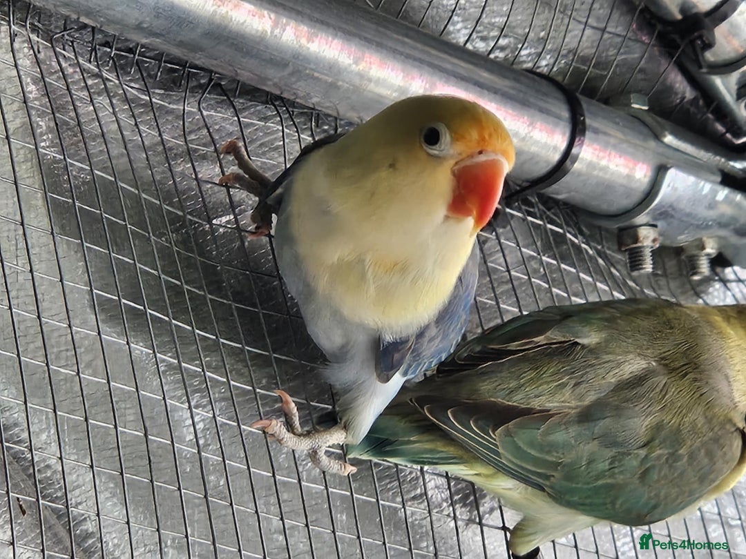 Lovebirds birds for sale: Various colours of love birds for sale - Image 5