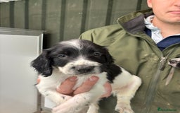 English Springer Spaniel dogs for sale: 5 Star Council Registered Breeder litter - Image 7