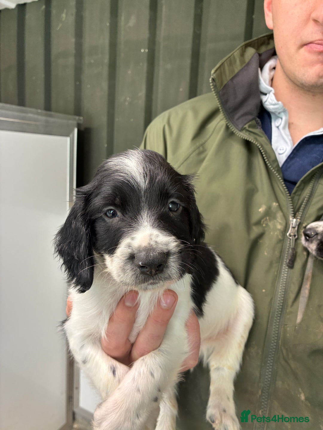 English Springer Spaniel dogs for sale: 5 Star Council Registered Breeder litter - Image 7