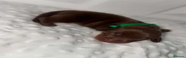 Green Boy