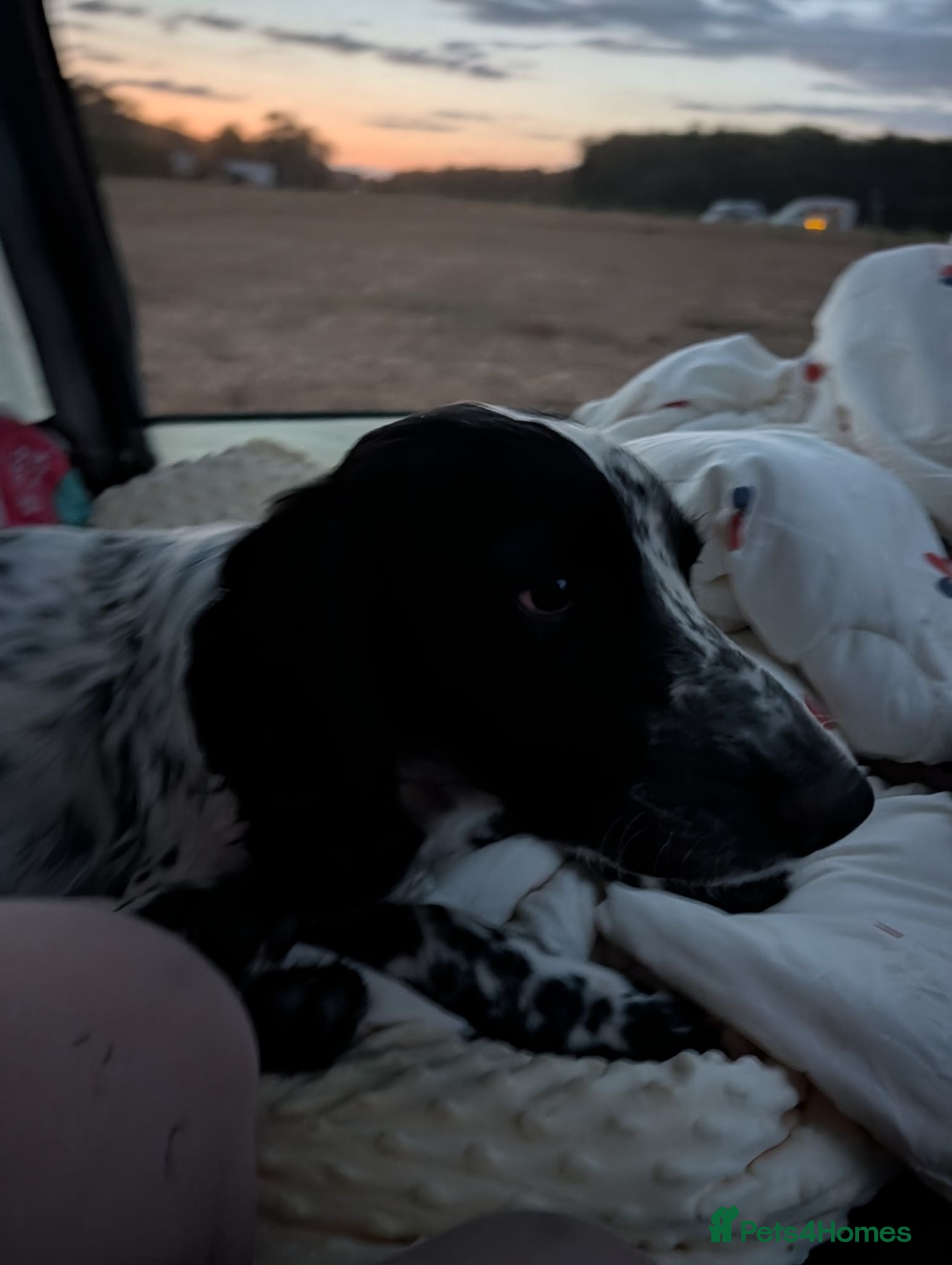 English Springer Spaniel dogs 11month springer spaniel  - Advert 2