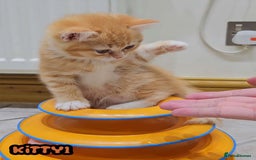 British Shorthair cats for sale: Adorable Kittens Ready For Reservation  - Image 18